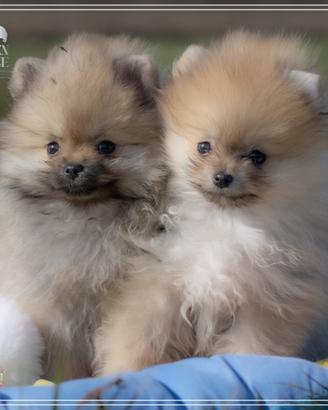Cucciolo di Spitz nano tedesco (Pomerania) disponi
