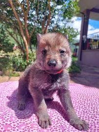 Cuccioli Canelupo Cecoslovacco