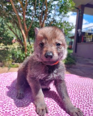 Cuccioli Canelupo Cecoslovacco