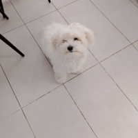 Maltese cane da monta