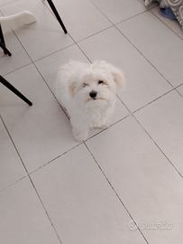 Maltese cane da monta