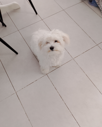 Maltese cane da monta