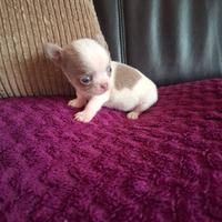 Chihuahua con Pedigree