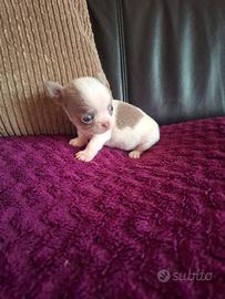 Chihuahua con Pedigree