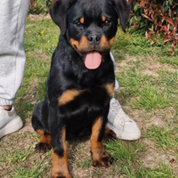 Cuccioli rottweiler alta genealogia