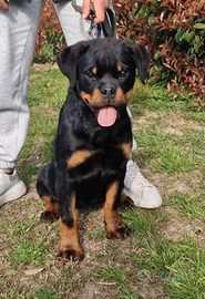 Cuccioli rottweiler alta genealogia