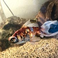 Pesce telescopio