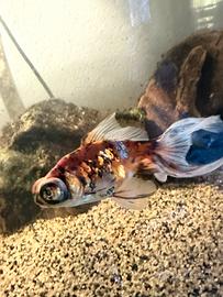 Pesce telescopio