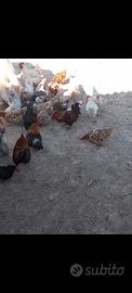Galline e galli giovani fanno già le uova