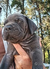 Maschio grigio cane corso