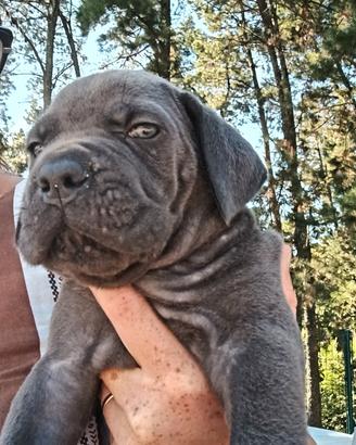 Maschio grigio cane corso