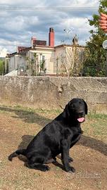 cucciolo Labrador