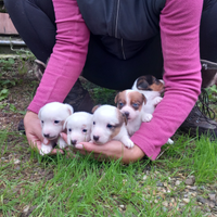 Cuccioli jack russell