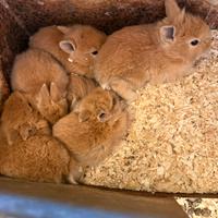 Coniglietti nani testa di leone