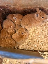 Coniglietti nani testa di leone