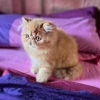 Cucciolo persiano