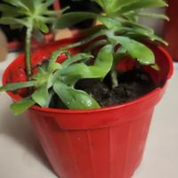 piccole piantine grasse