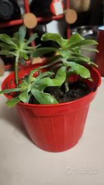 piccole piantine grasse