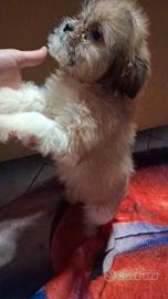 Cucciola shitzu cihuhua