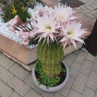 Cactus 