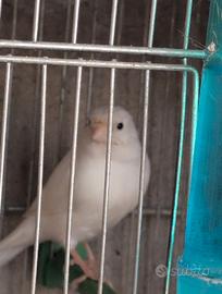 Bianco dominante 2025