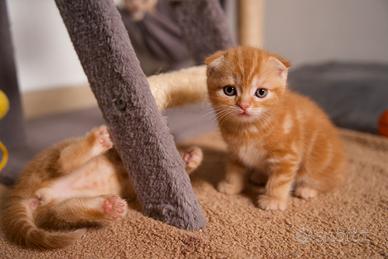 Splendidi cuccioli di Scottish disponibili a Monza