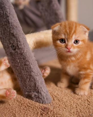 Splendidi cuccioli di Scottish disponibili a Monza