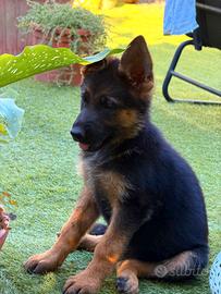 Cuccioli di pastore tedesco importanti