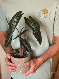 Cormi di Alocasia Pink Dragon
