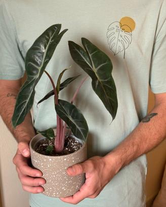 Cormi di Alocasia Pink Dragon