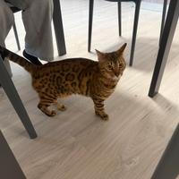 Gatto Bengala femmina