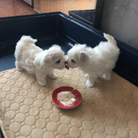 Cuccioli maltese toy