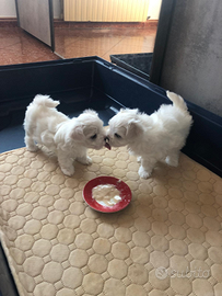 Cuccioli maltese toy