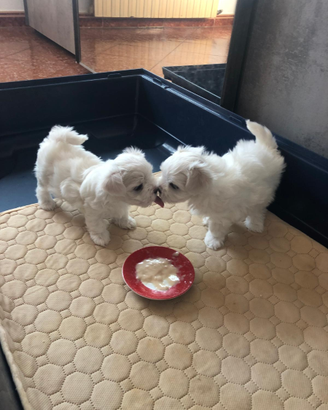 Cuccioli maltese toy