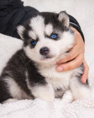 Cucciolo maschio di Husky