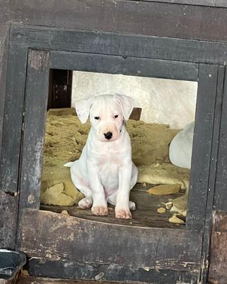 Dogo argentino
