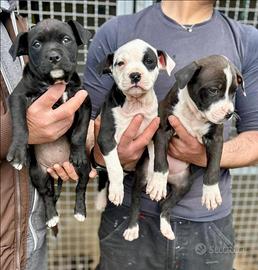 American Pit Bull terrier