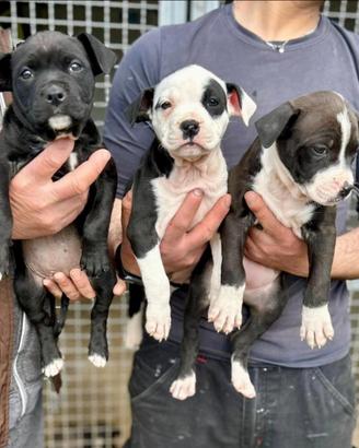 American Pit Bull terrier