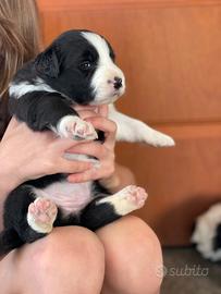 Border collie con pedigree