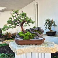 Bonsai di ginepro Itoigawa su pietra