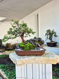 Bonsai di ginepro Itoigawa su pietra