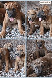Boerboel