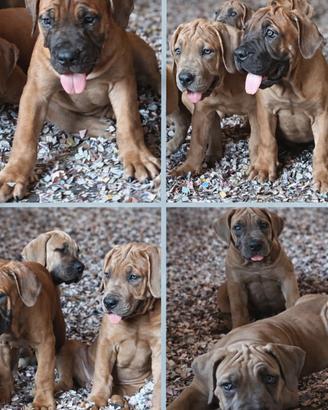 Boerboel