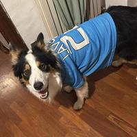 Cane da monta border collie