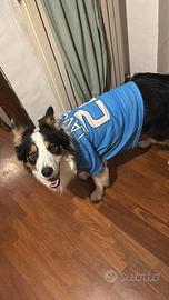 Cane da monta border collie