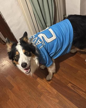 Cane da monta border collie