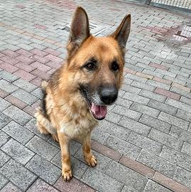 Ramos pastore tedesco