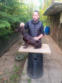 Cocker spaniel inglese femmina