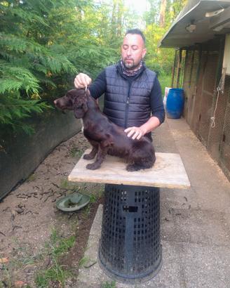 Cocker spaniel inglese femmina