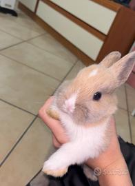 Coniglio nano